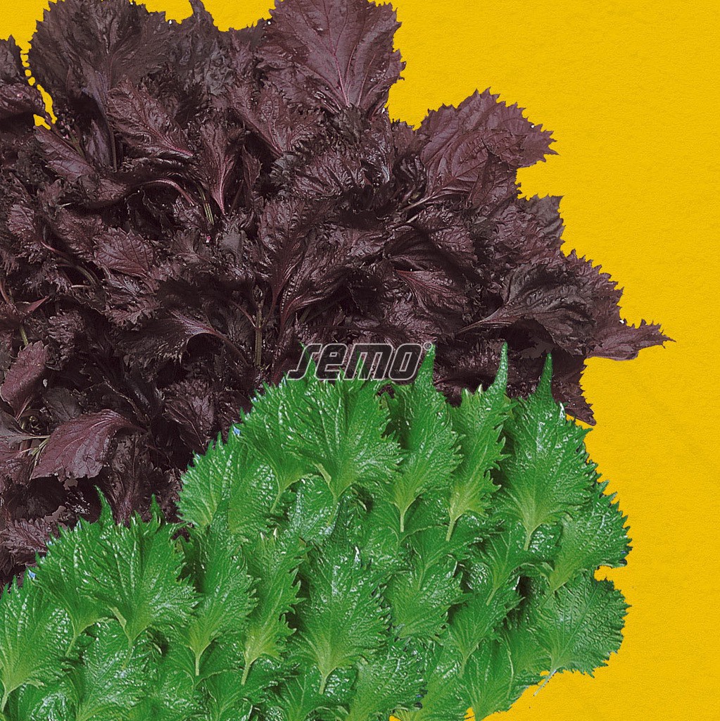 0135-semo-zelenina-perila-krovita-perila2 0135-semo-zelenina-perila-krovita-perila2