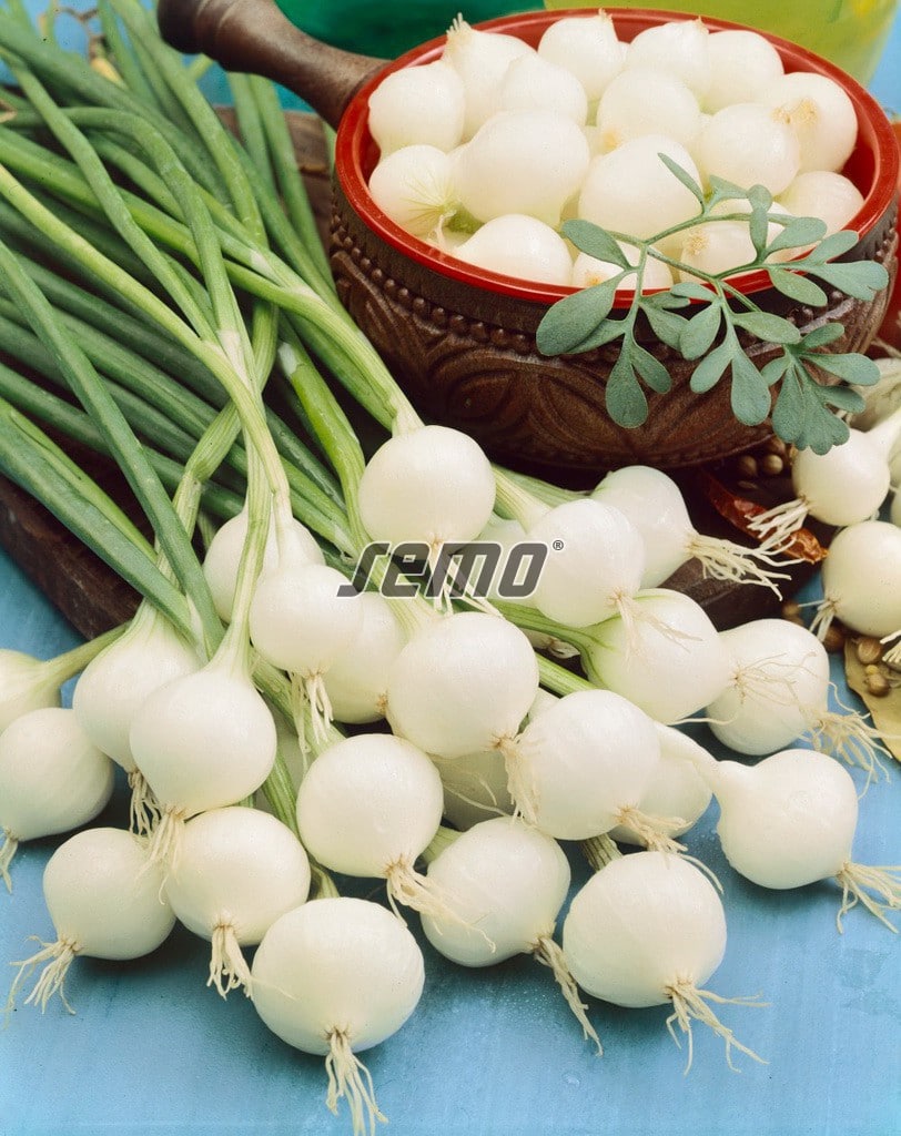 0511-semo-zelenina-cibule-kuchynska-pompei2