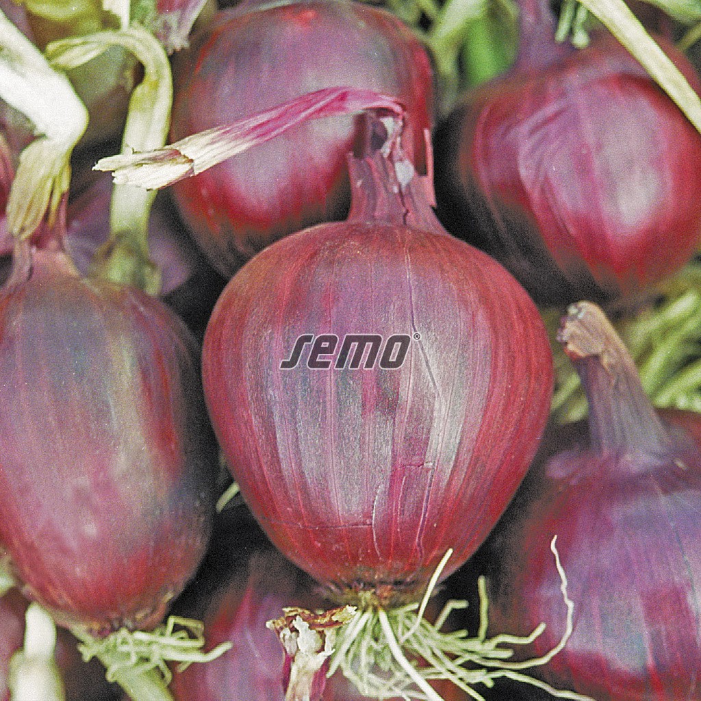 0555-semo-zelenina-cibule-kuchynska-lilia2