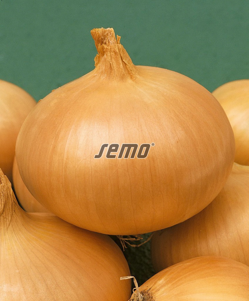 0571-semo-zelenina-cibule-kuchynska-hiberna2 0571-semo-zelenina-cibule-kuchynska-hiberna2