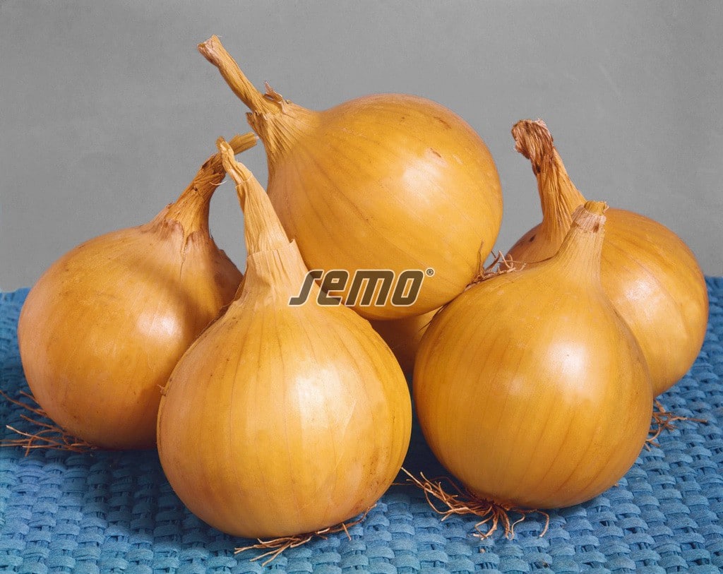 0575-semo-zelenina-cibule-kuchynska-augusta2 0575-semo-zelenina-cibule-kuchynska-augusta2