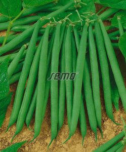 0901-semo-zelenina-fazol-obecny-kerickovy-bona2-1