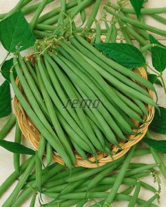 0905-semo-zelenina-fazol-obecny-kerickovy-gusty2