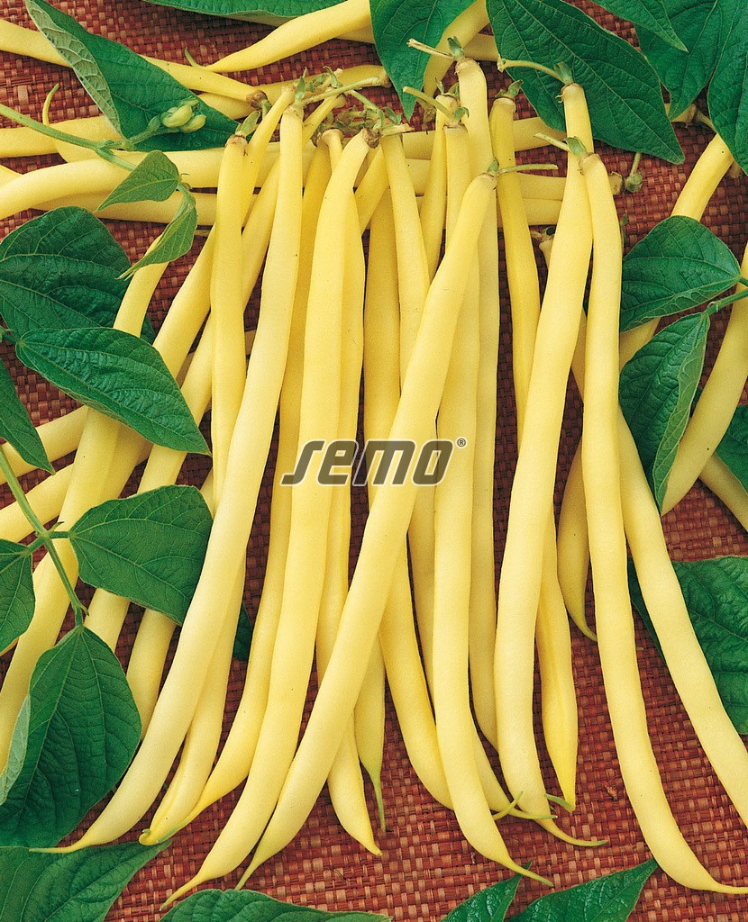 0911-semo-zelenina-fazol-obecny-kerickovy-berggold2