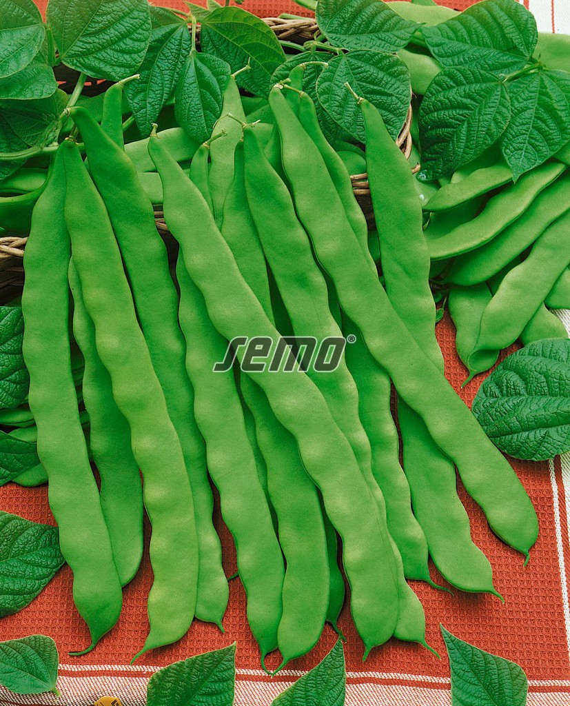 0933-semo-zelenina-fazol-obecny-pnouci-supermarconi-limca2