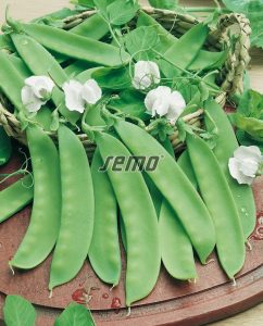 1090-semo-zelenina-hrach-sety-cukrovy-ambrosia2