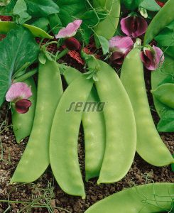 1095-semo-zelenina-hrach-sety-cukrovy-sweetsalome2