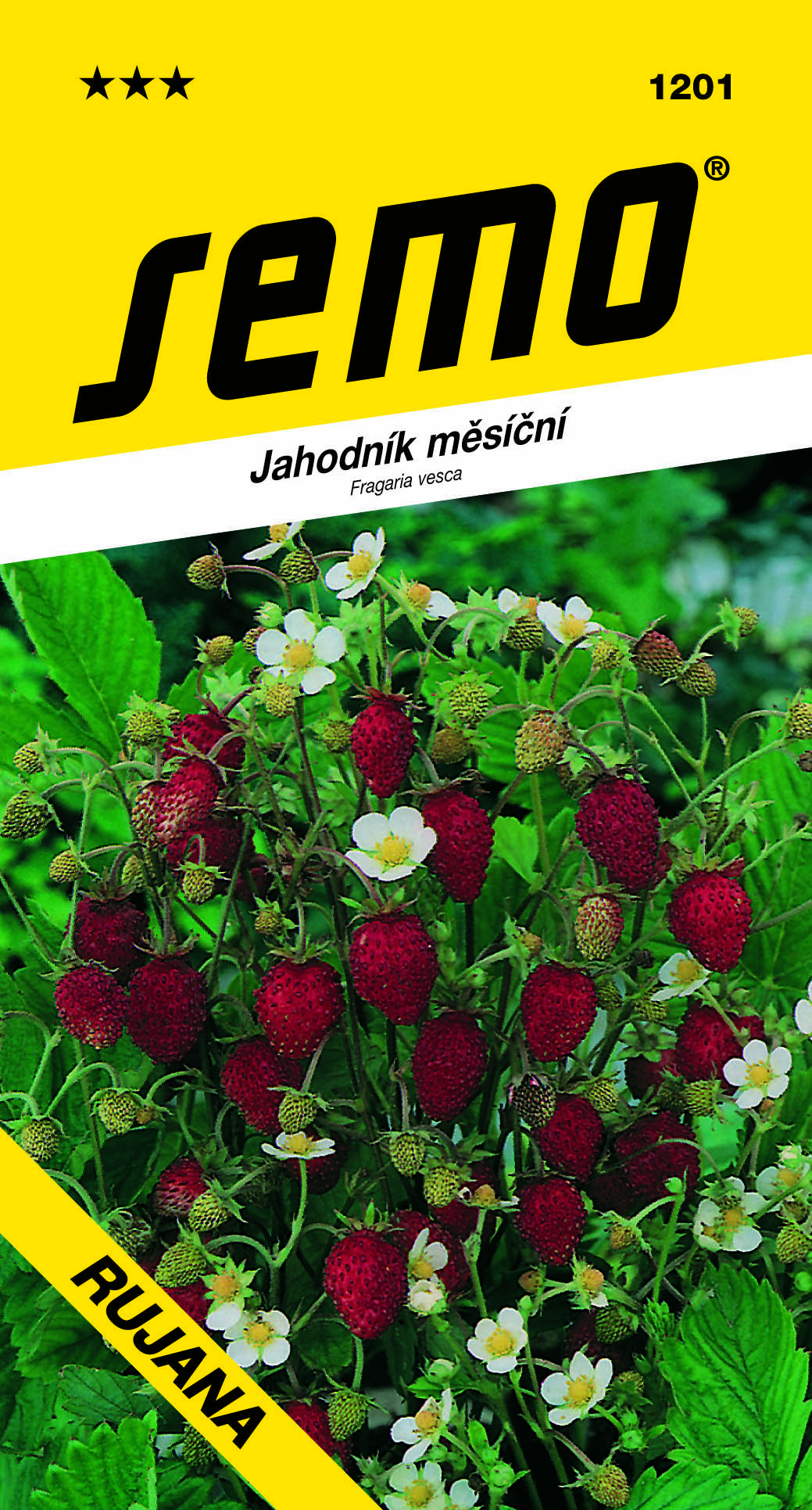 1201_jahodník-RUJANA-2