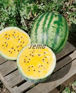 2121-semo-zelenina-meloun-vodni-primagold2