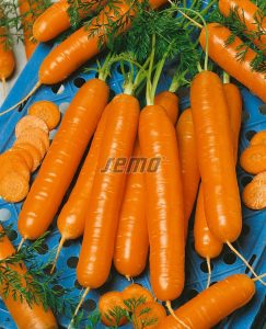 2209-semo-zelenina-mrkev-obecna-nectar2