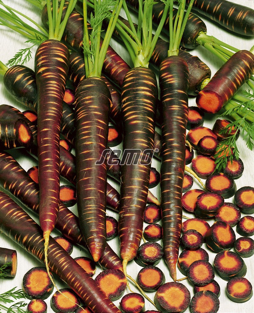 2292-semo-zelenina-mrkva-obecna-purple-haze2 2292-semo-zelenina-mrkva-obecna-purple-haze2