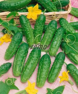2303-semo-zelenina-okurka-seta-nakladacka-nora2