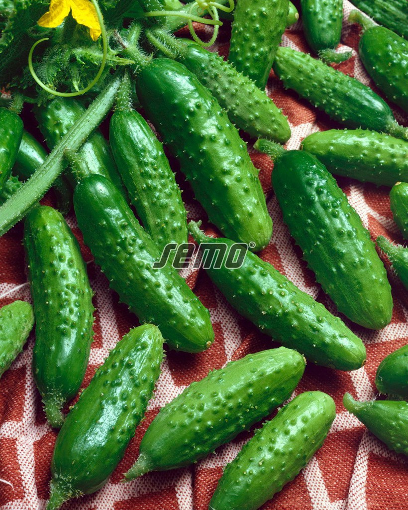2305-semo-zelenina-okurka-seta-nakladacka-blanka2 2305-semo-zelenina-okurka-seta-nakladacka-blanka2