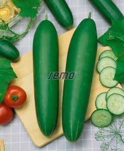 2411-semo-zelenina-okurka-seta-salatova-livie2