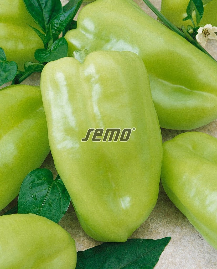 2508-semo-zelenina-paprika-rocni-nova2 2508-semo-zelenina-paprika-rocni-nova2