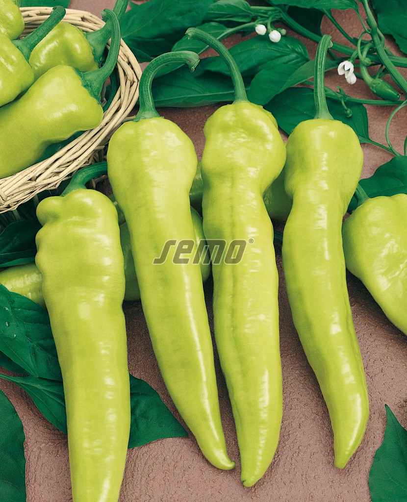 2513-semo-zelenina-paprika-rocni-belorozec2