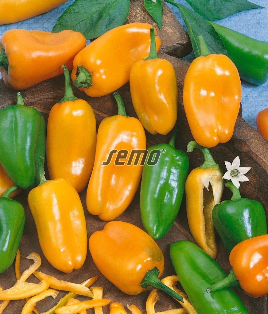 2521-semo-zelenina-paprika-rocni-hamik2