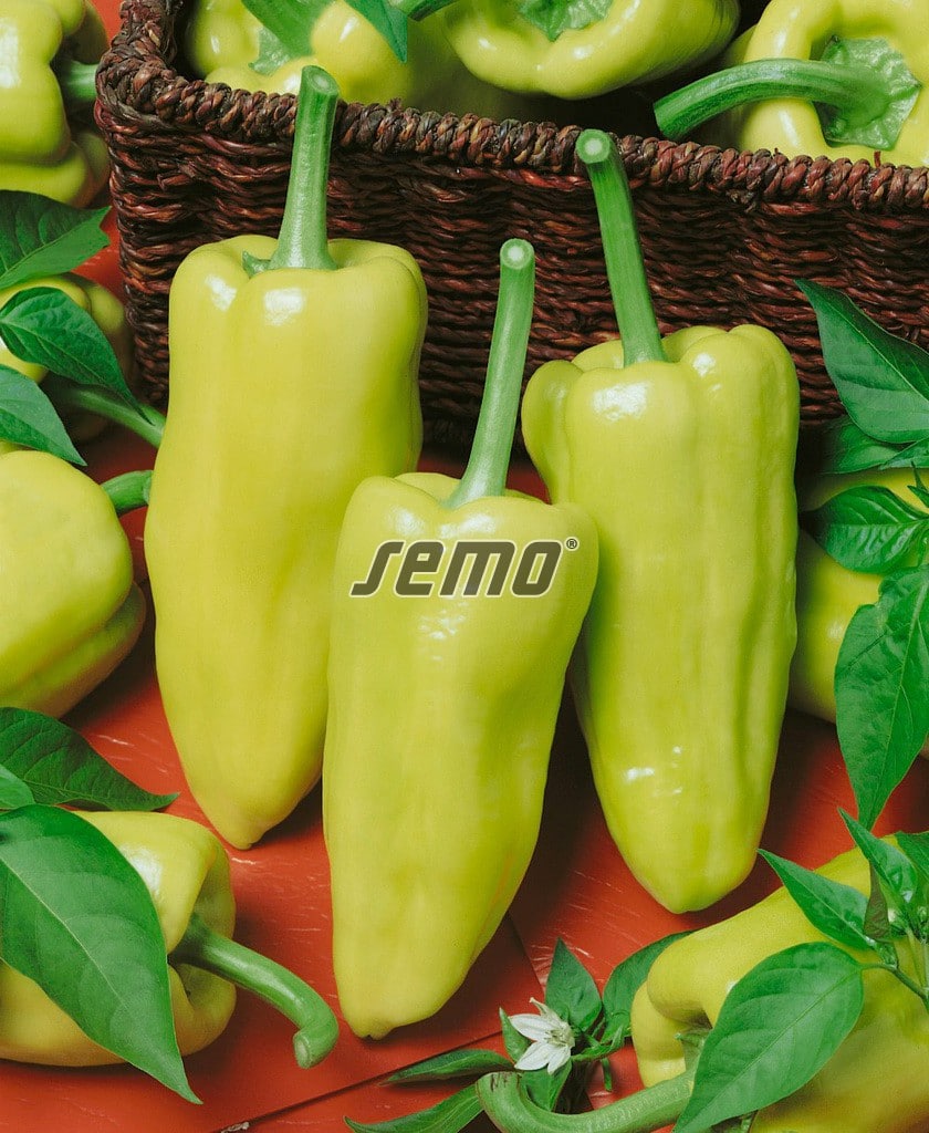 2530-semo-zelenina-paprika-rocni-ostry2 2530-semo-zelenina-paprika-rocni-ostry2