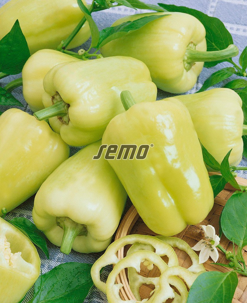 2537-semo-zelenina-paprika-rocná-kvadry2 2537-semo-zelenina-paprika-rocná-kvadry2