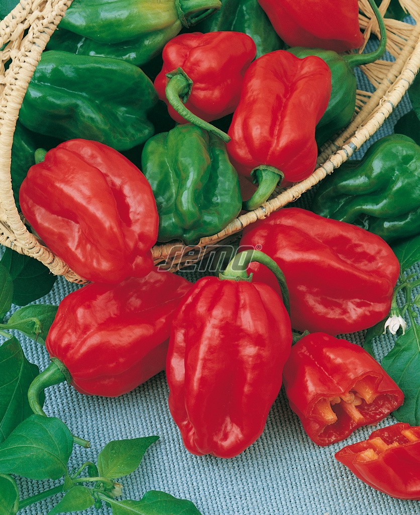 2559-semo-zelenina-paprika-rocni-habanero-red2 2559-semo-zelenina-paprika-rocni-habanero-red2