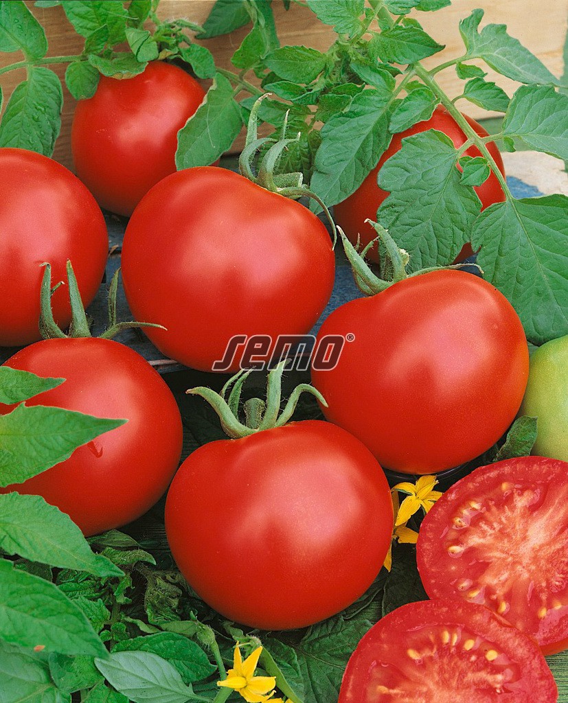 3106-semo-zelenina-rajce-kerickove-karla2