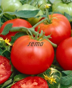 3203-semo-zelenina-rajce-tyckove-toro2