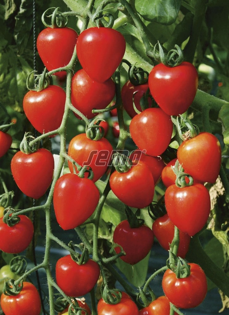 3268-semo-zelenina-rajce-tyckove-gardenberry-2