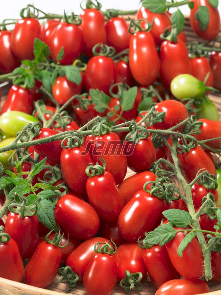 3272-semo-zelenina-rajce-tyckove-valdo2 3272-semo-zelenina-rajce-tyckove-valdo2-2