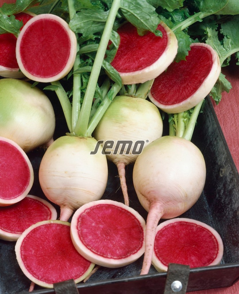 3331-semo-zelenina-redkev-seta-red-meat2 3331-semo-zelenina-redkev-seta-red-meat2