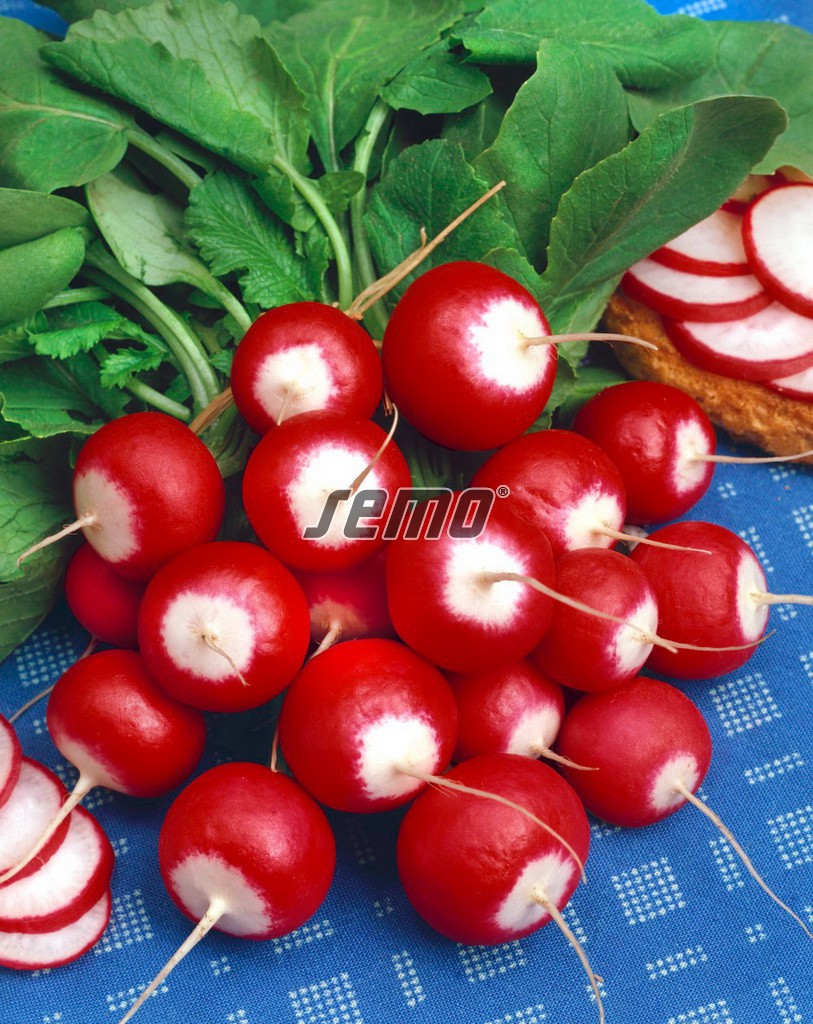 3401-semo-zelenina-redkvicka-duo2 3401-semo-zelenina-redkvicka-duo2