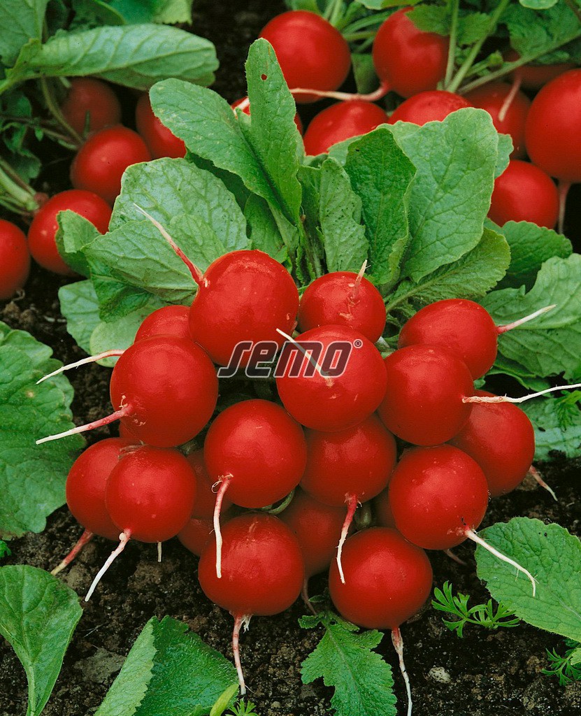 3402-semo-zelenina-redkvicka-granat2 3402-semo-zelenina-redkvicka-granat2