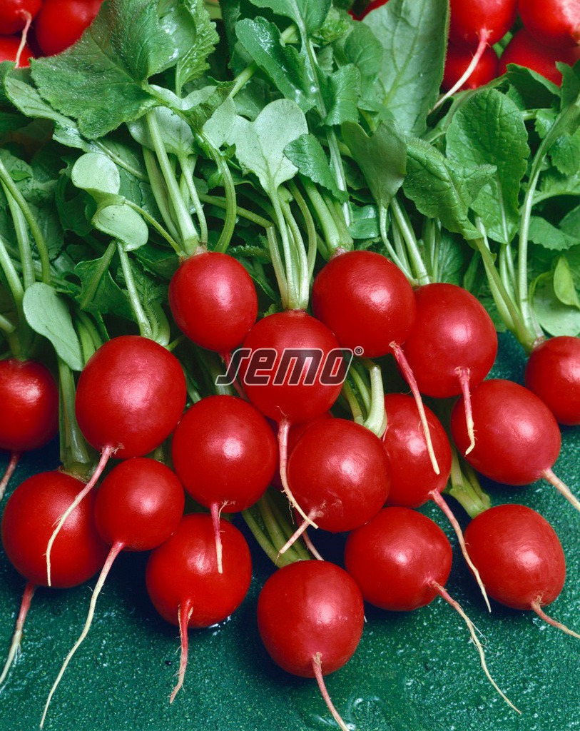 3412-semo-zelenina-redkvicka-prima2