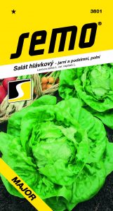 3801_salát-hlávkový-MAJOR-2