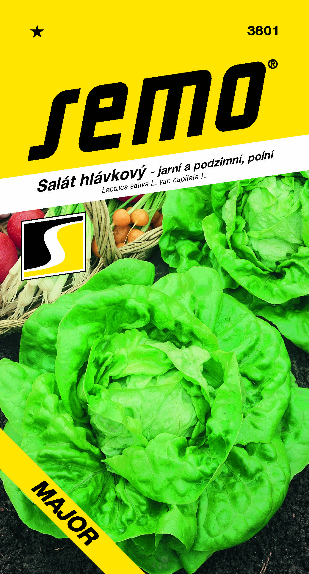 3801_salát-hlávkový-MAJOR-2