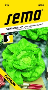 3803_salát-hlávkový-FARAON-1