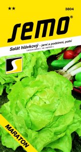 3804_salát-hlávkový-MARATON-1