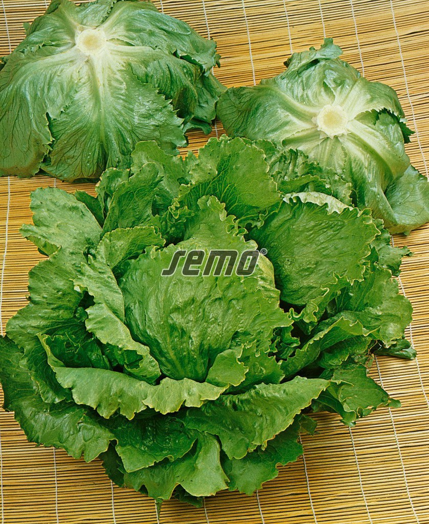 3851-semo-zelenina-salat-hlavkovy-prazan2 3851-semo-zelenina-salat-hlavkovy-prazan2-2