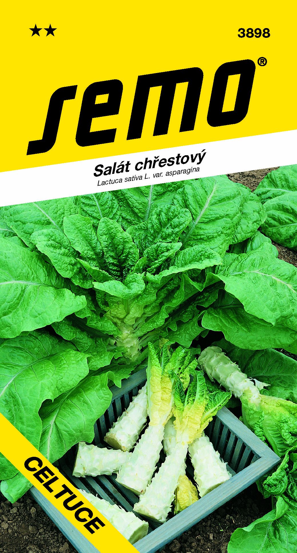 3898_salát-chřestový-CELTUCE-2