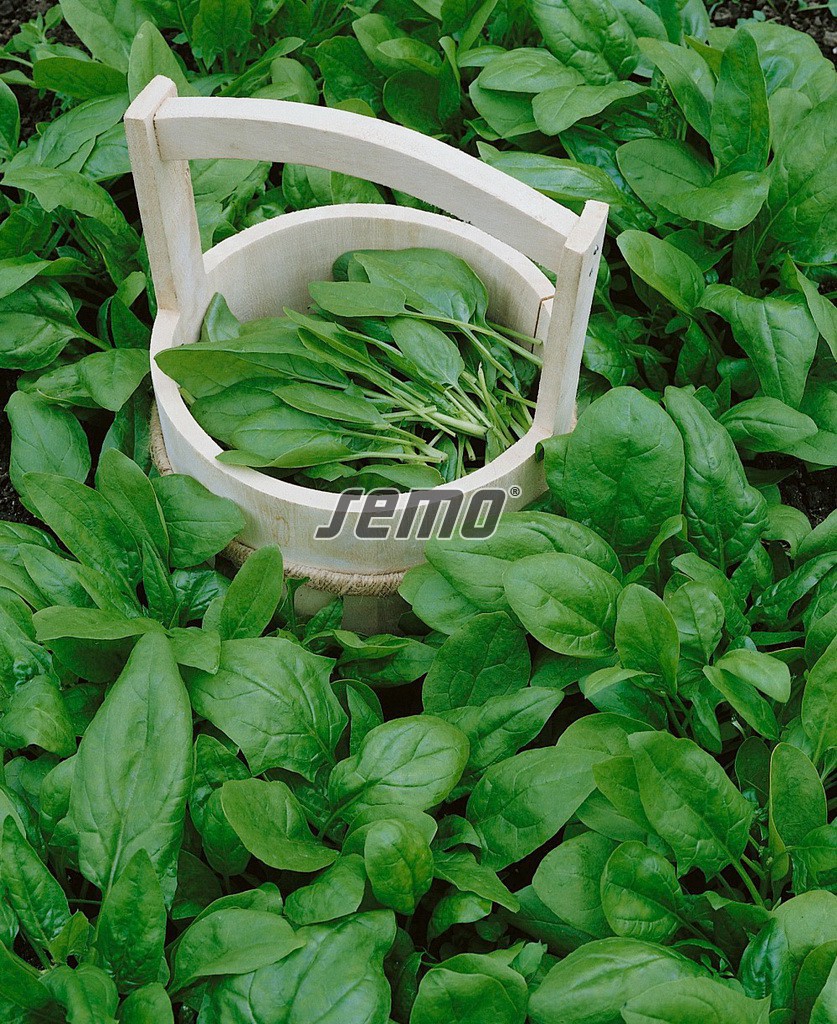 3947-semo-zelenina-spenat-sety-harp2 3947-semo-zelenina-spenat-sety-harp2