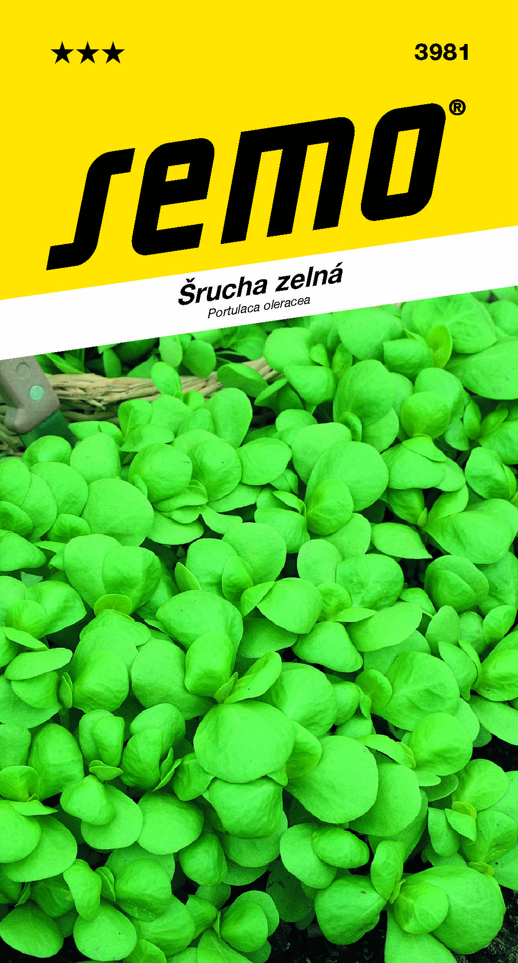 3981_šrucha-GREEN-PURSLANE-2
