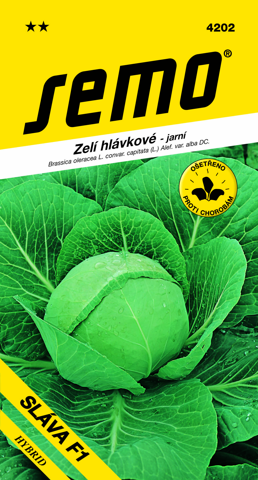 4202_zelí-SLÁVA-F1-2