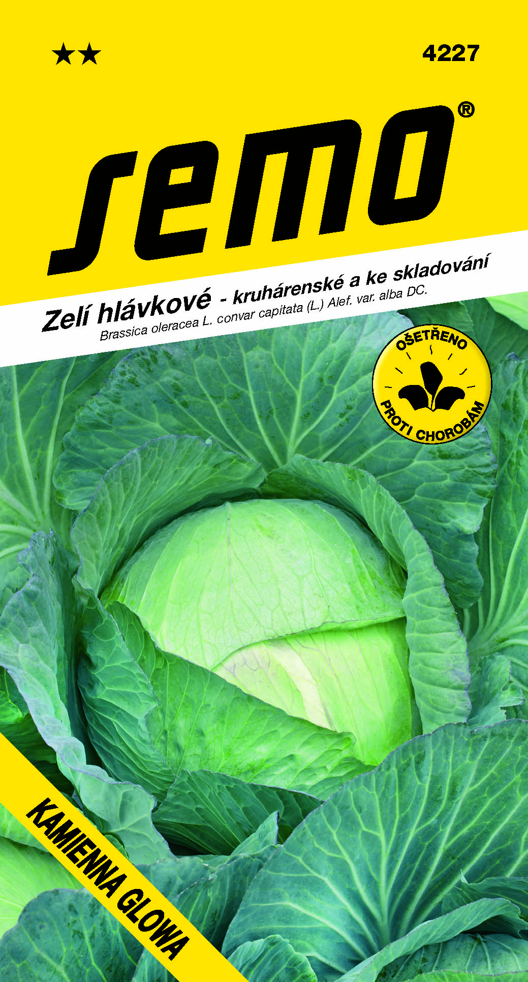 4227_zelí-KAMIENNA-GLOWA-2