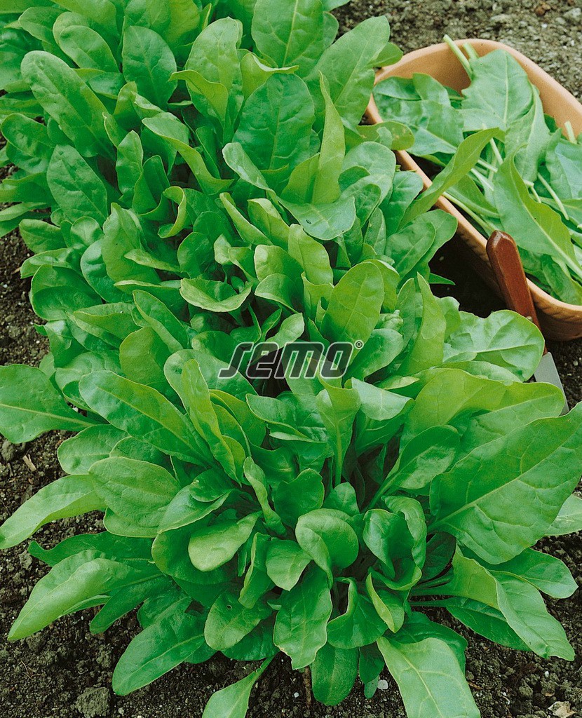 4905-semo-zelenina-mangold-perpetual-spinach-gator2 4905-semo-zelenina-mangold-perpetual-spinach-gator2
