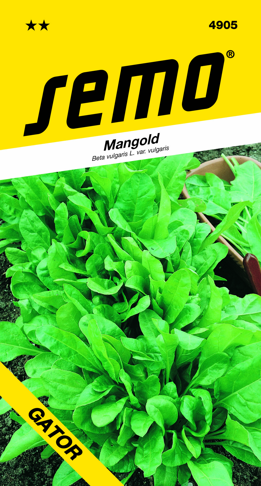 4905_mangold-PERPETUAL-SPINACH-2