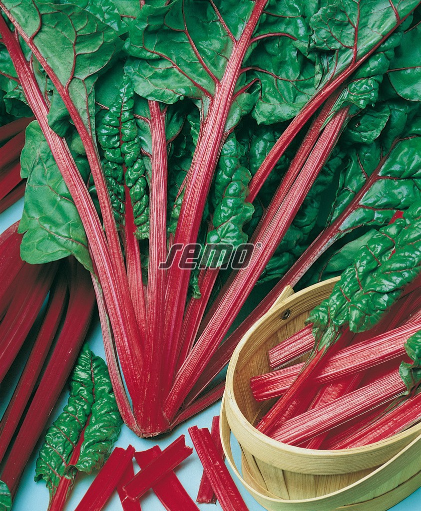 4907-semo-zelenina-mangold-rhubar-charb2