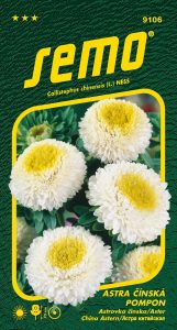 9106_astra-čínská-POMPON-WHITE-AND-YELLOW-2