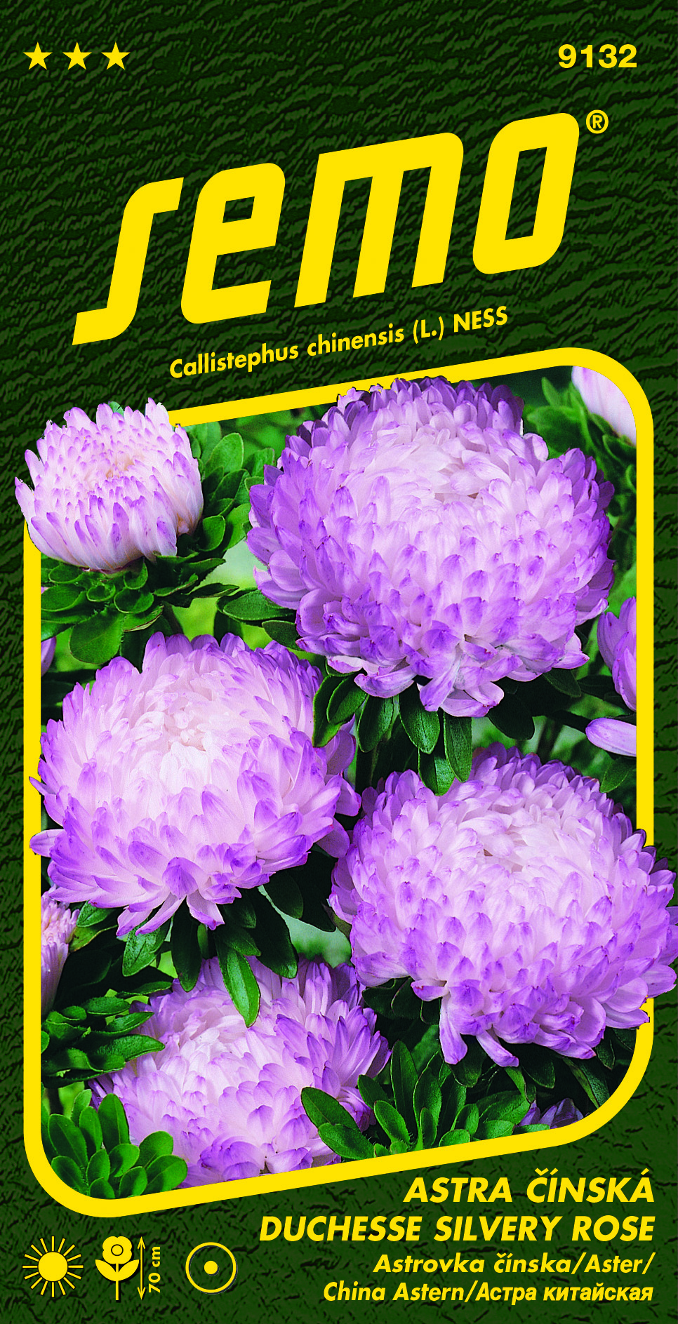 9132_astra-čínská-DUCHESSE-SILVERY-ROSE-2