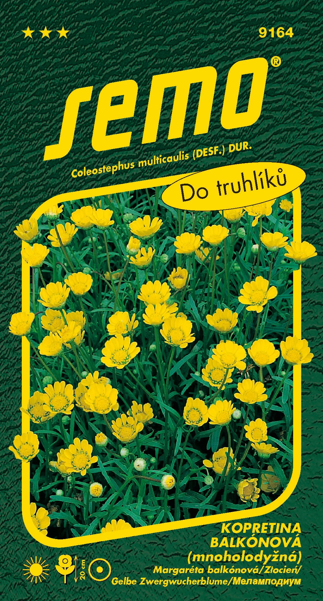 9164_kopretina-ZLATOVLÁSKA-2
