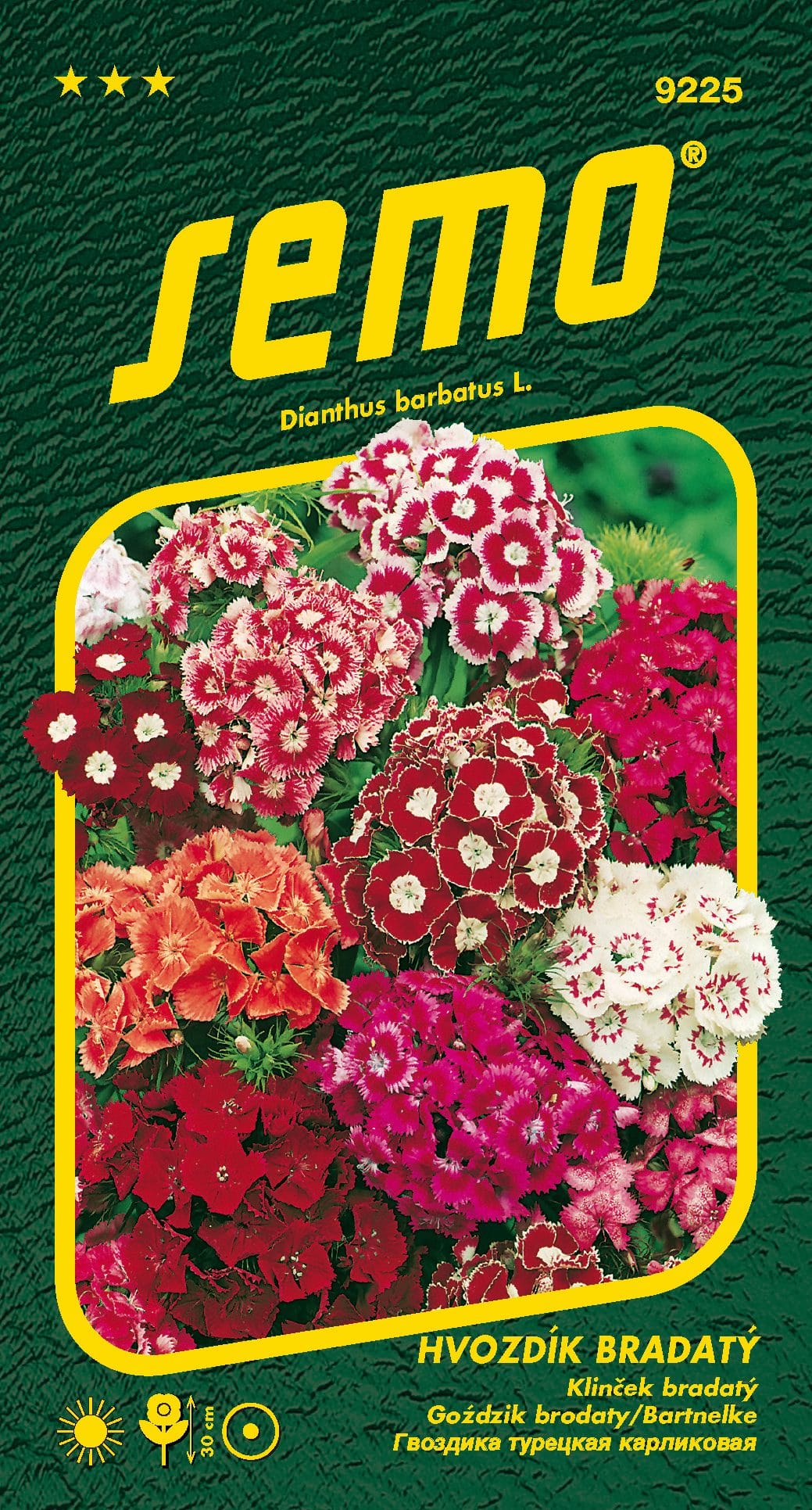 9225_hvozdík-bradatý-SMĚS-2