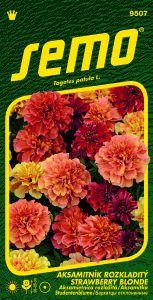 9507-Aksamitník-STRAVBERRY-BLONDE_tagetes_VS-2
